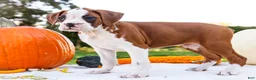 Boxer dogs for sale: Oxford Boxer - Ad 5