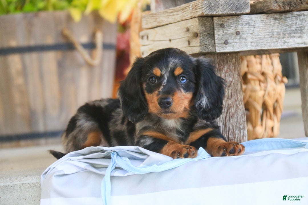 Miniature Dachshund dogs Jack Miniature Dachshund  - Ad 2