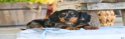 Miniature Dachshund dogs for sale: Jack Miniature Dachshund  - Ad 2
