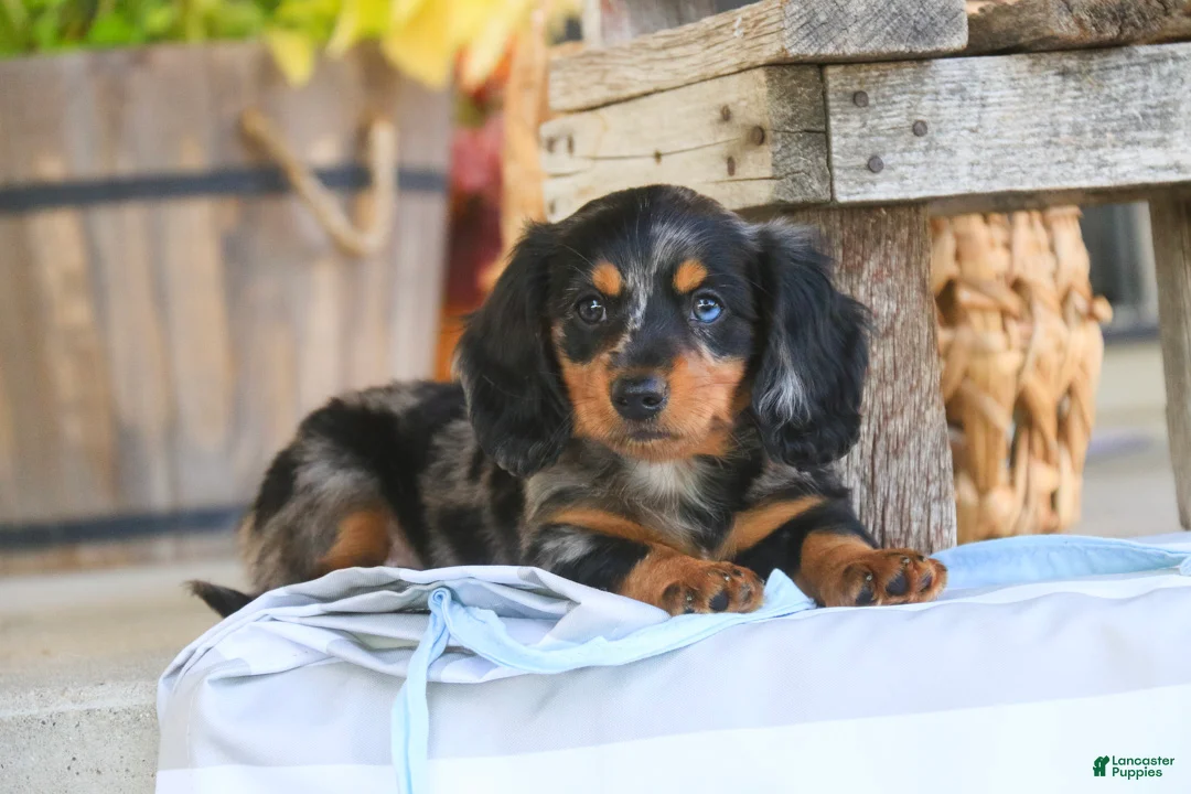 Miniature Dachshund dogs for sale: Jack Miniature Dachshund  - Ad 2
