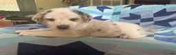 Mixed Breed dogs for sale: Female #1 - Ad 2