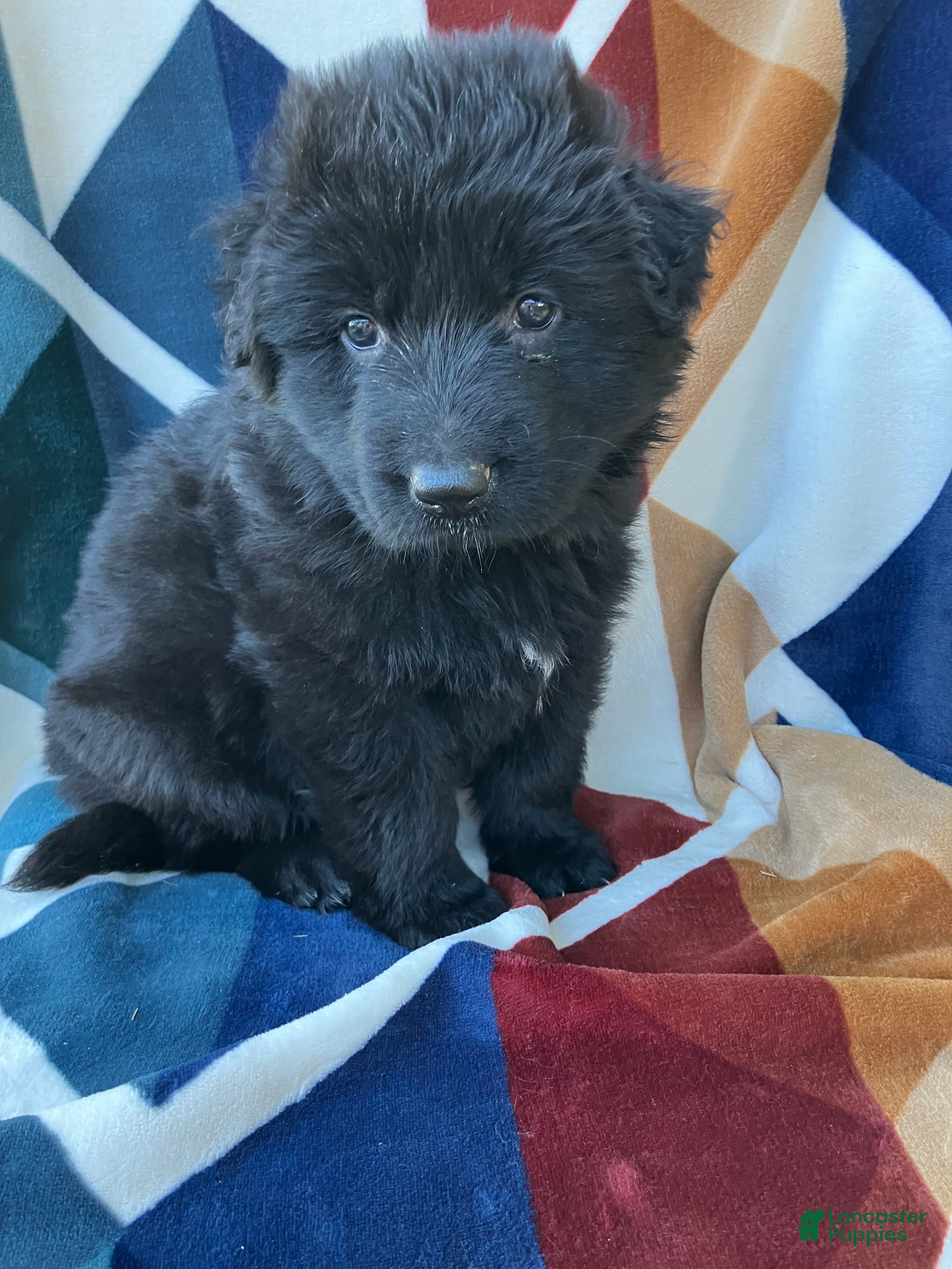 German Shepherd dogs for sale: Long Coat Female - Ad 2
