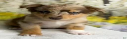 Australian Shepherd dogs for sale: Australian Shepherd lynxley - Ad 4