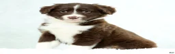 Miniature Australian Shepherd dogs for sale: Heidi - Ad 4