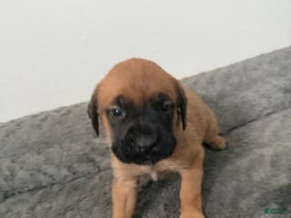 English Mastiff dogs English Mastiff Puppy 11 - Ad 31