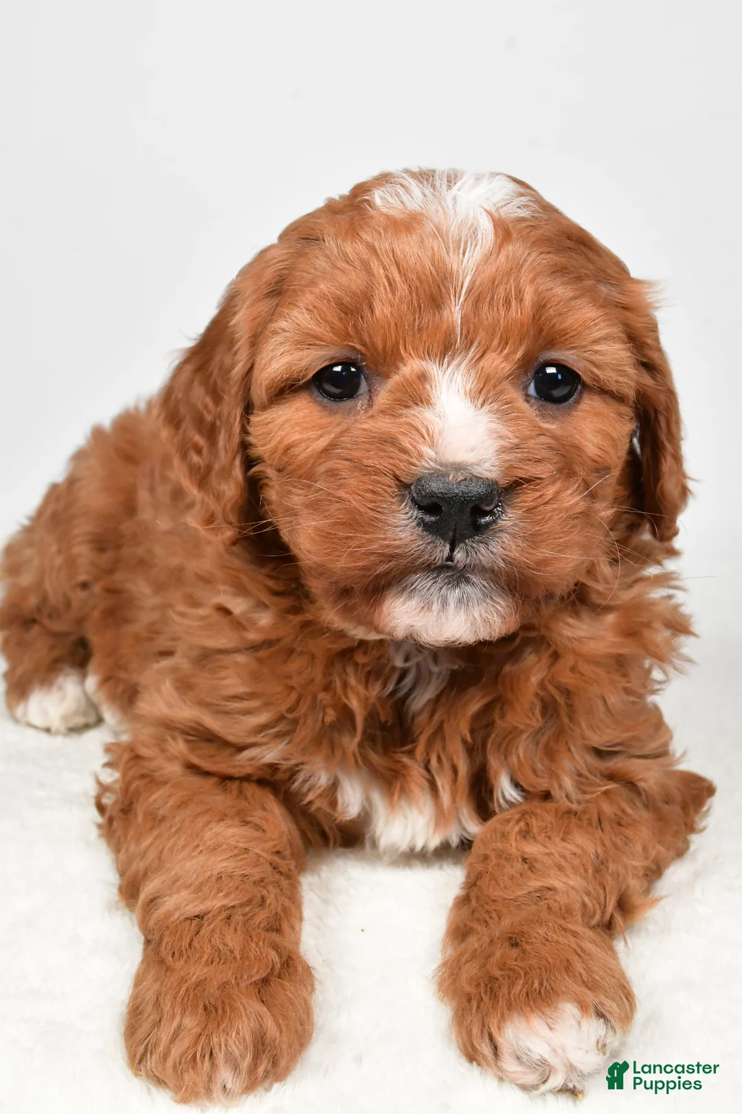 Mini Goldendoodle dogs for sale: Biscuit - Ad 7