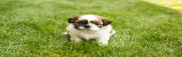 Shih Tzu dogs for sale: Gracie  - Ad 4
