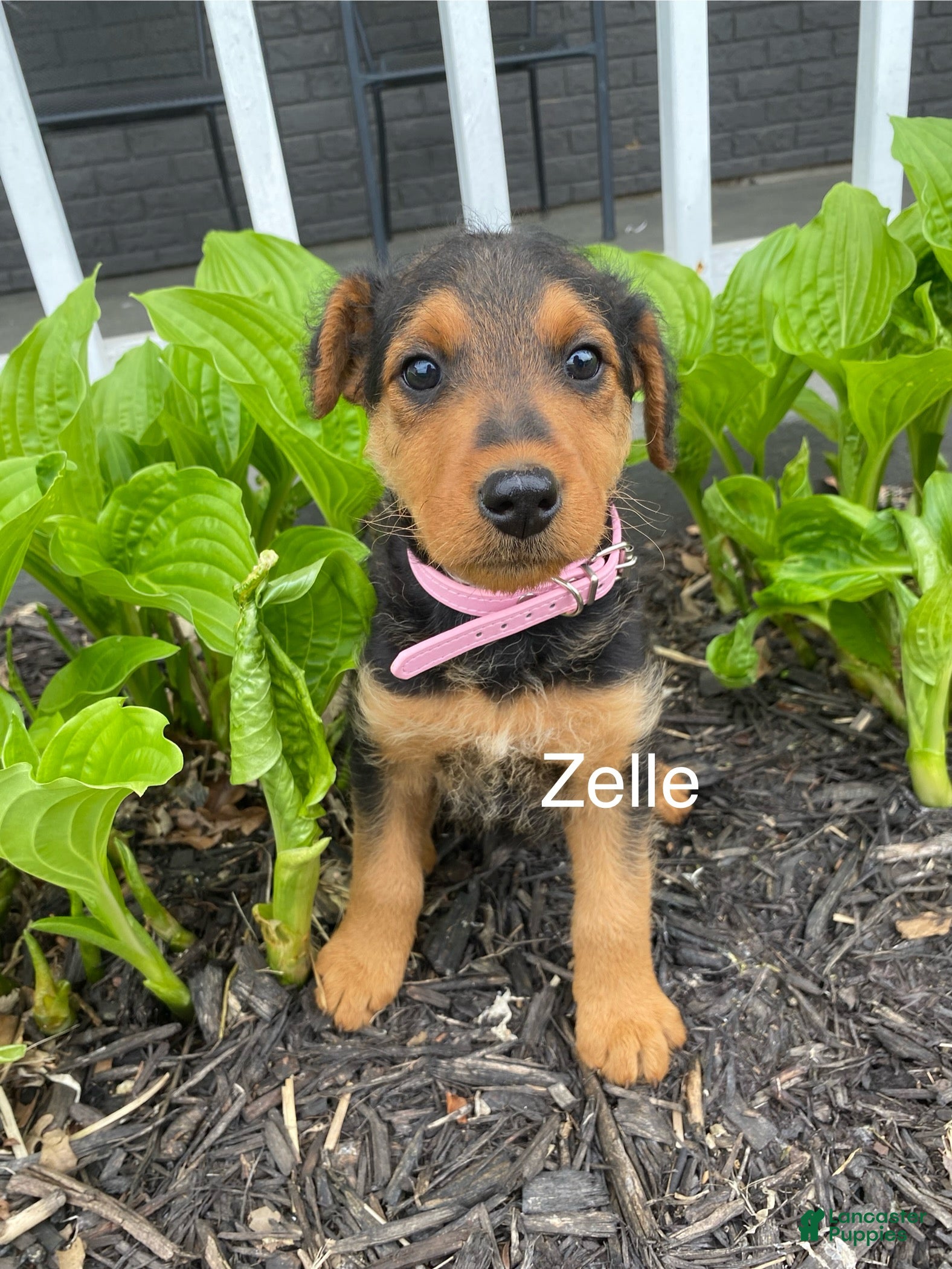 Airedale Terrier dogs Airedale Terrier Puppy 2 - Ad 1