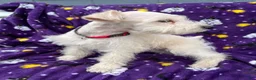 Miniature Schnauzer dogs for sale: AKC Chewie - Ad 10