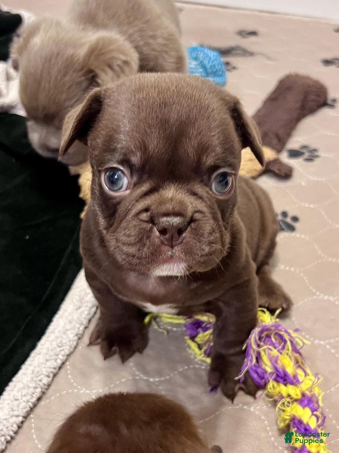 French Bulldog dogs for sale: Gucci - Ad 3