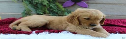 Golden Retriever dogs for sale: Amber - Ad 6