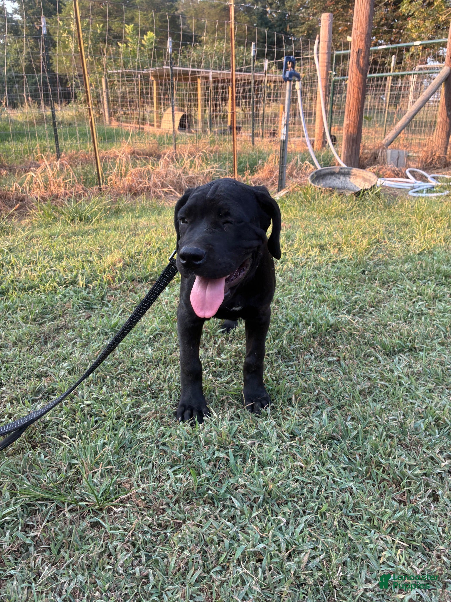 Cane Corso dogs Cane Corso Puppy 6 - Ad 10