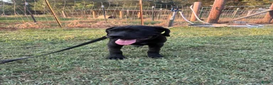 Cane Corso Puppy 6