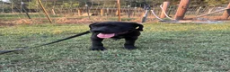 Cane Corso dogs for sale: Cane Corso Puppy 6 - Ad 1