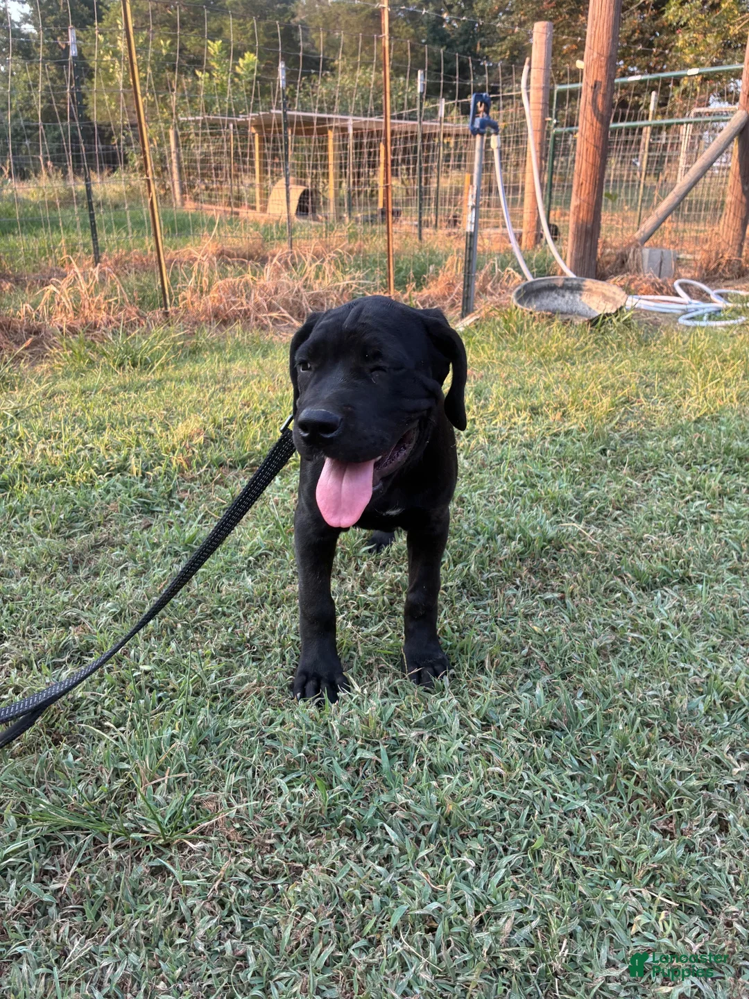 Cane Corso dogs for sale: Cane Corso Puppy 6 - Ad 1