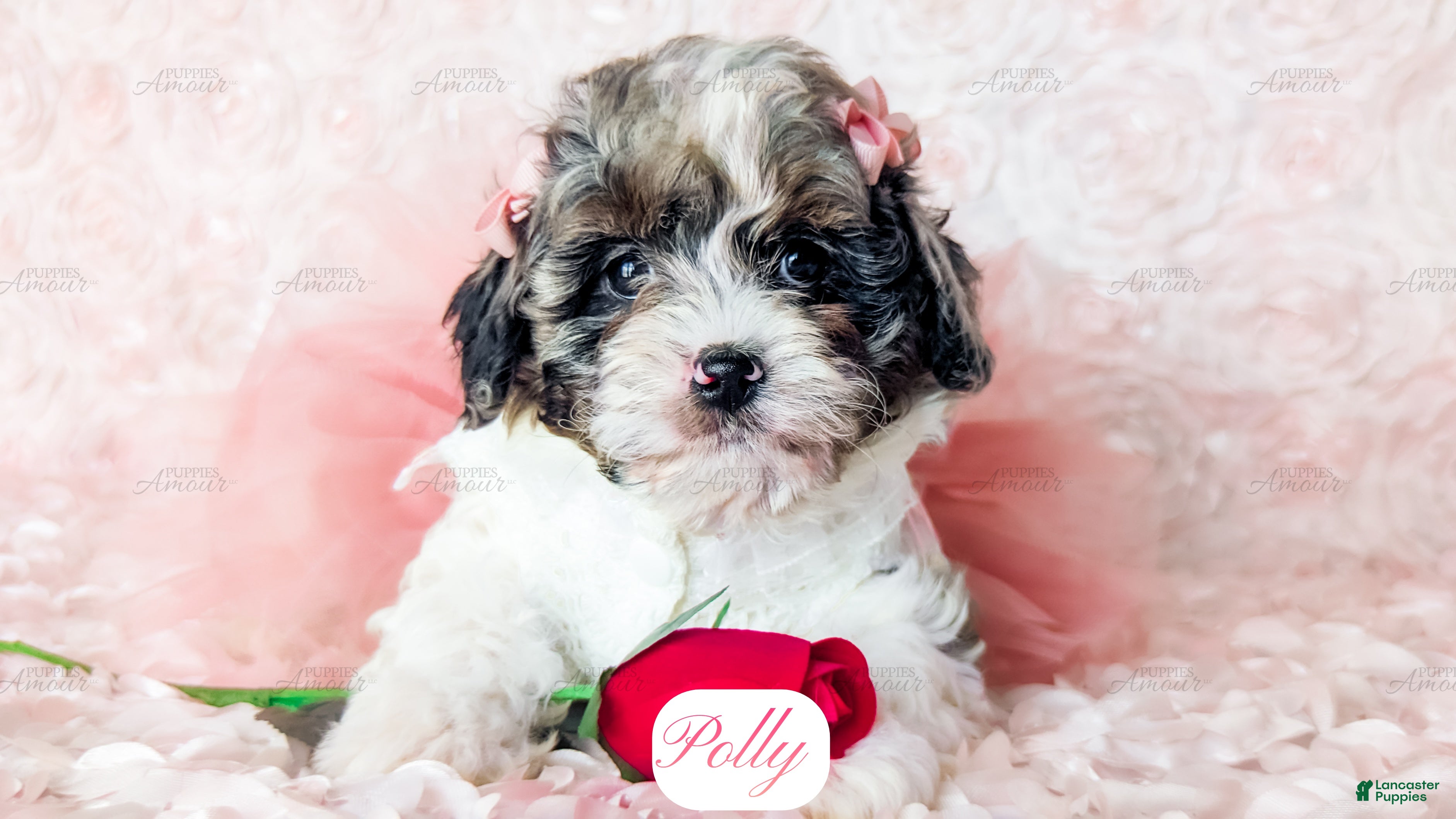 Cavapoo dogs Polly - Ad 1