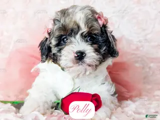 Cavapoo dogs for sale: Polly - Ad 4