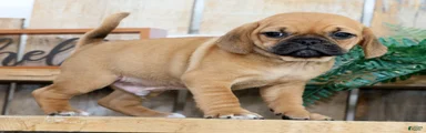 Oscar