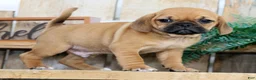 Puggle dogs for sale: Oscar - Ad 1