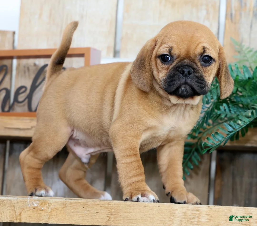 Puggle dogs for sale: Oscar - Ad 1