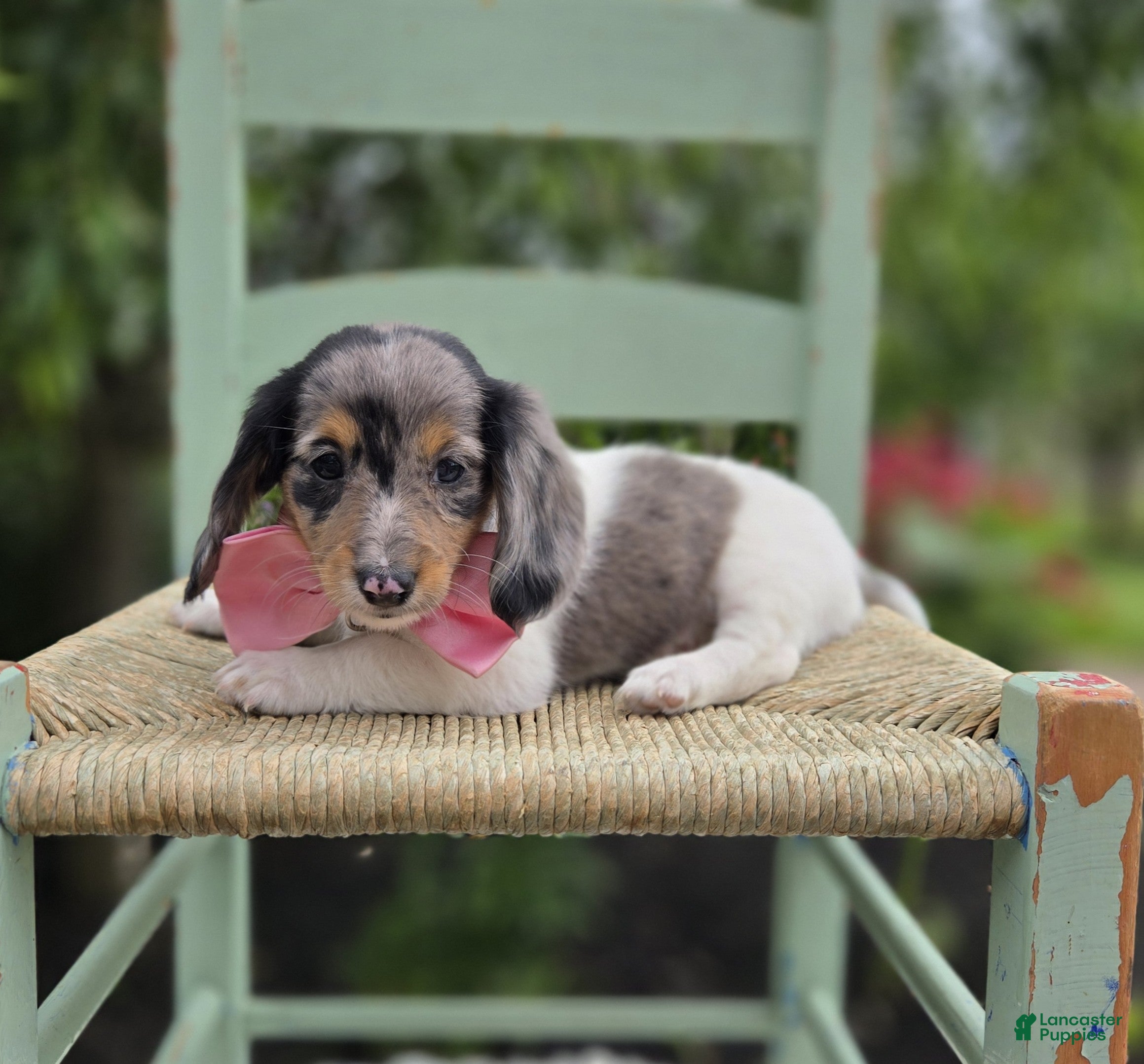 Miniature Dachshund dogs Faith - Ad 1