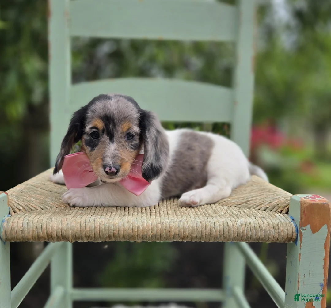 Miniature Dachshund dogs for sale: Faith - Ad 1