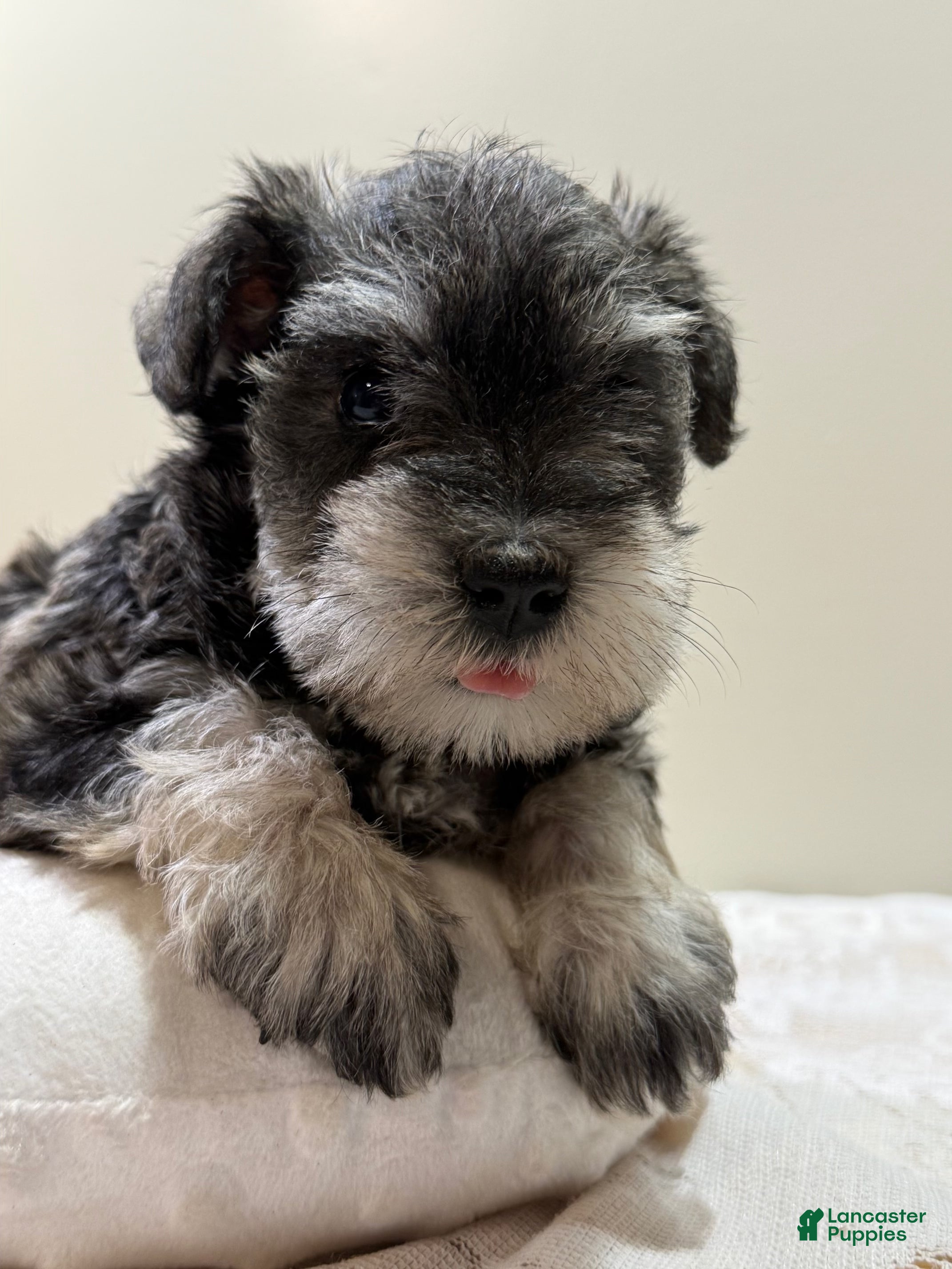 Miniature Schnauzer dogs Jewel Miniature Schnauzer  - Ad 2