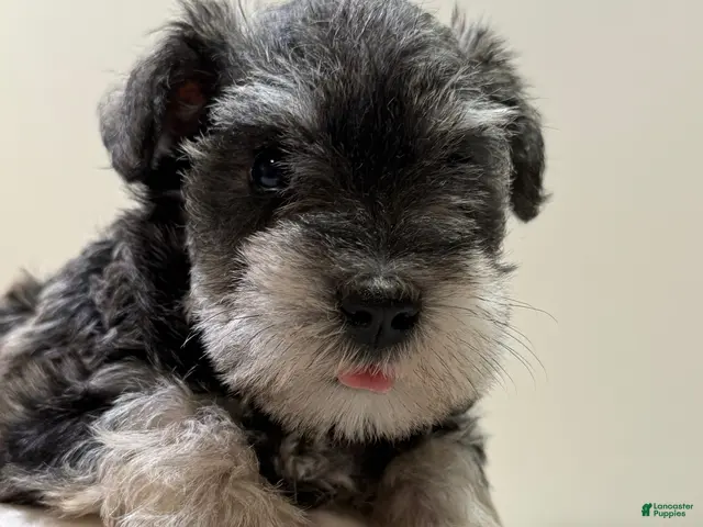 Miniature Schnauzer dogs Jewel Miniature Schnauzer - Ad 2