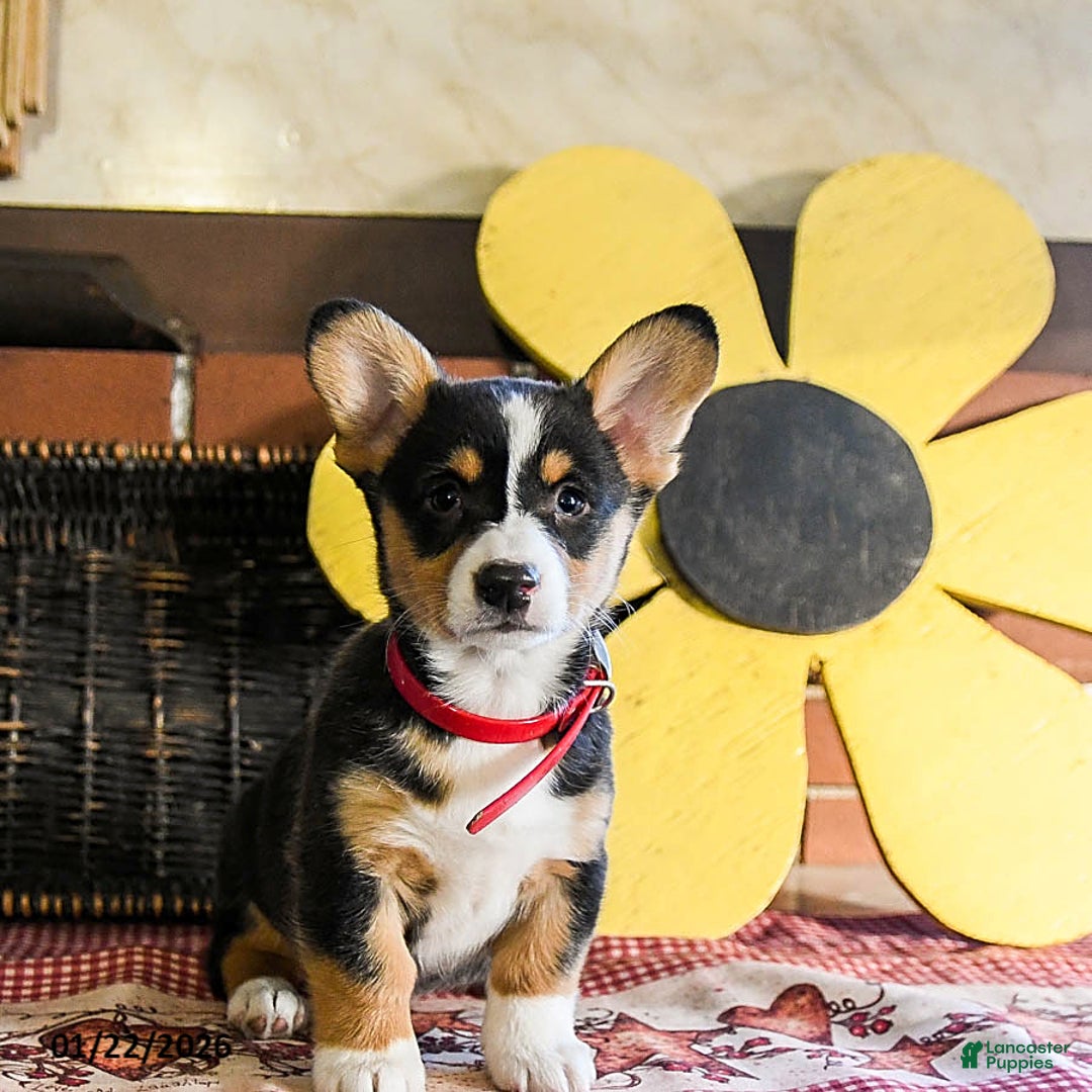 Welsh Corgi Pembroke dogs for sale: Dixie - Ad 4