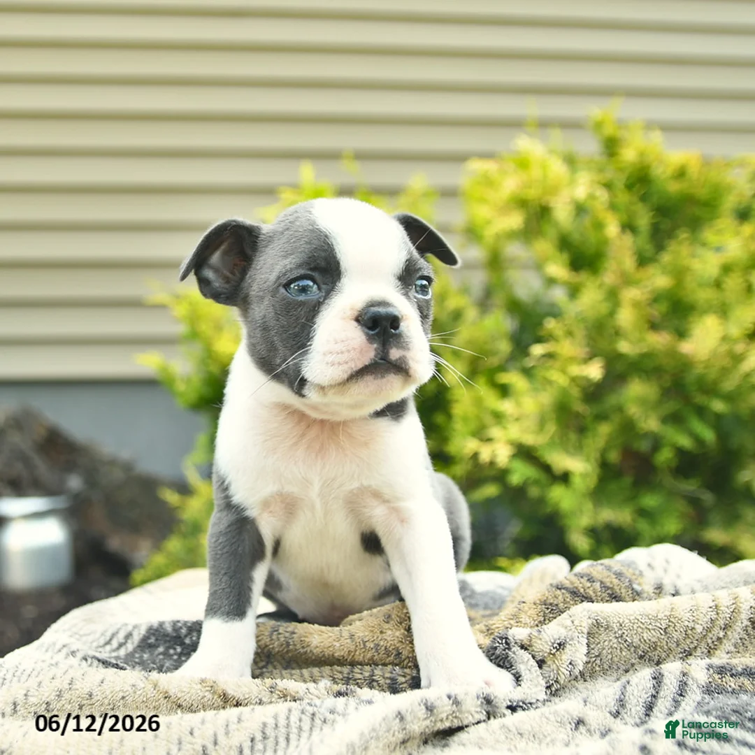 Boston Terrier dogs for sale: Bandit  - Ad 1