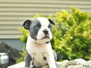 Boston Terrier dogs for sale: Bandit - Ad 4
