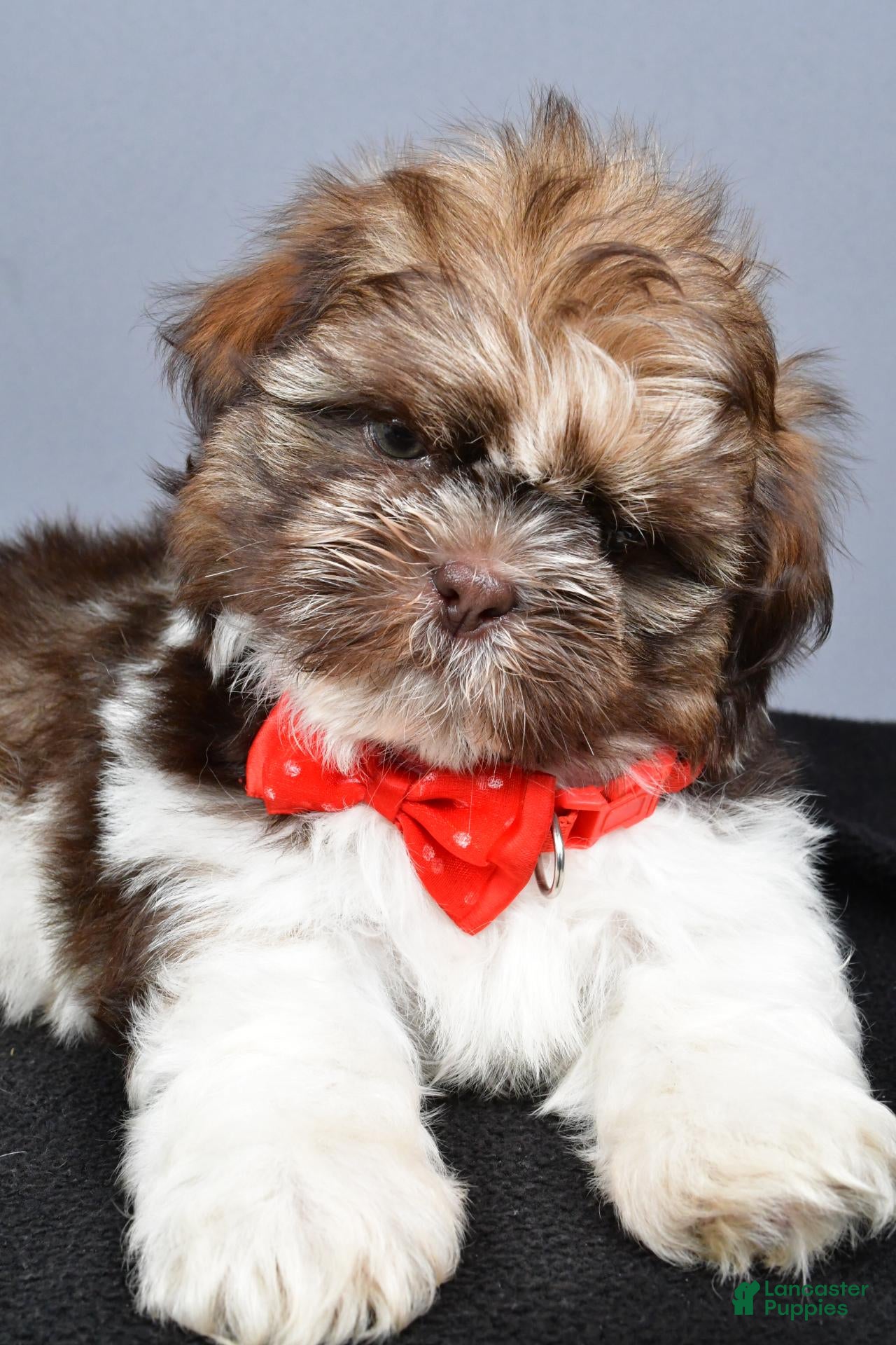Shih Tzu dogs Hunter - Ad 2