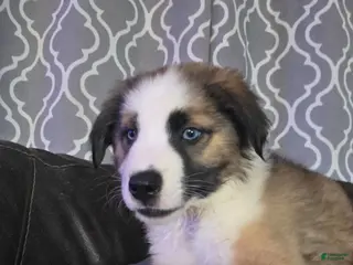 Mixed Breed dogs for sale: Red - Ad 3