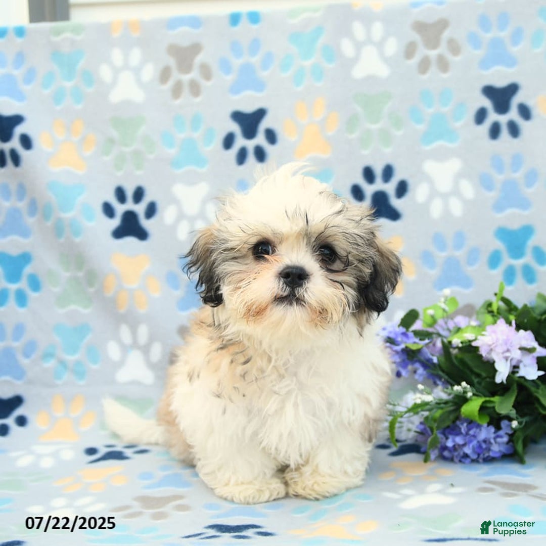 Shih Tzu Golden Retriever Boxer Mix Puppies Benji