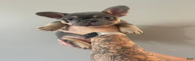 Lilac Tri Male French Bulldog 1