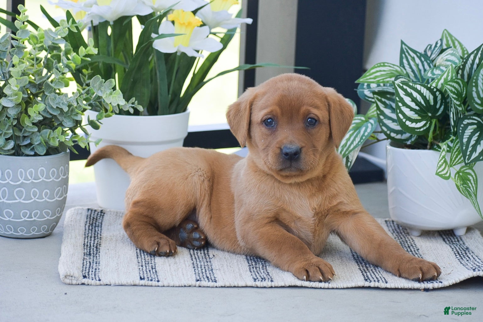Labrador Retriever dogs Rosie - Ad 2