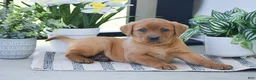 Labrador Retriever dogs for sale: Rosie - Ad 2