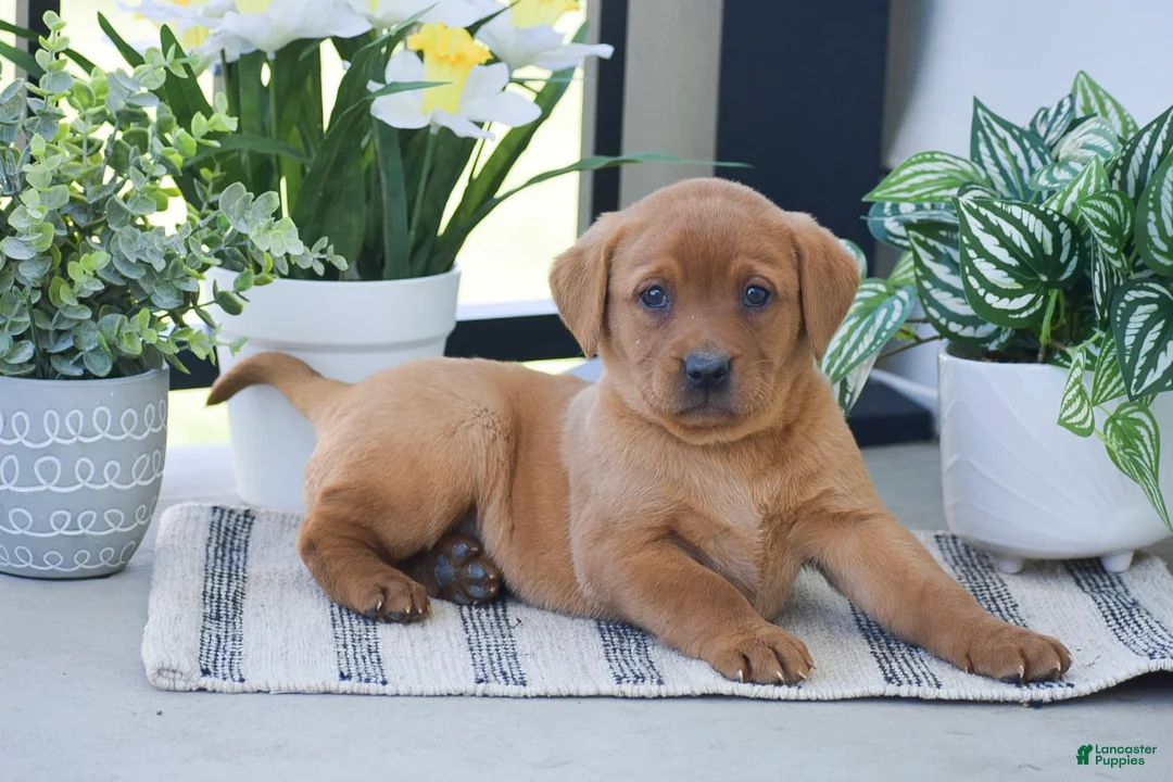 Labrador Retriever dogs for sale: Rosie - Ad 2