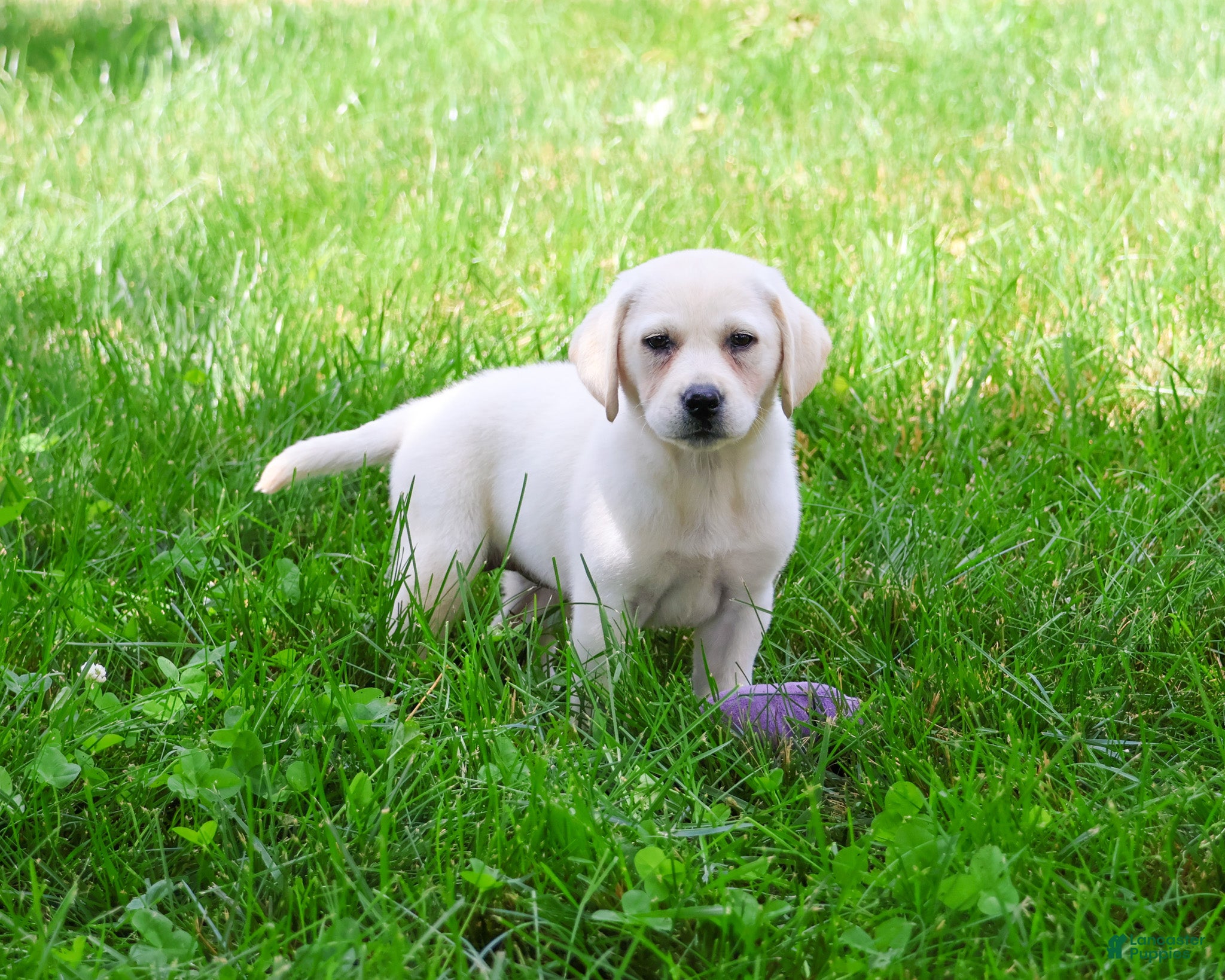 Labrador Retriever dogs Tinkerbell - Ad 13