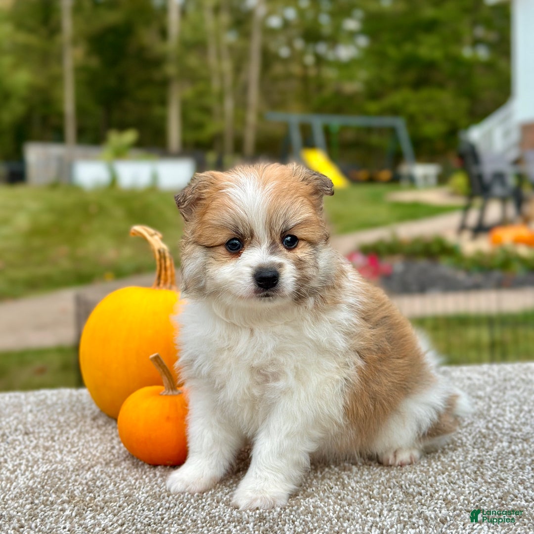 Pomeranian dogs for sale: Rocky - Ad 4