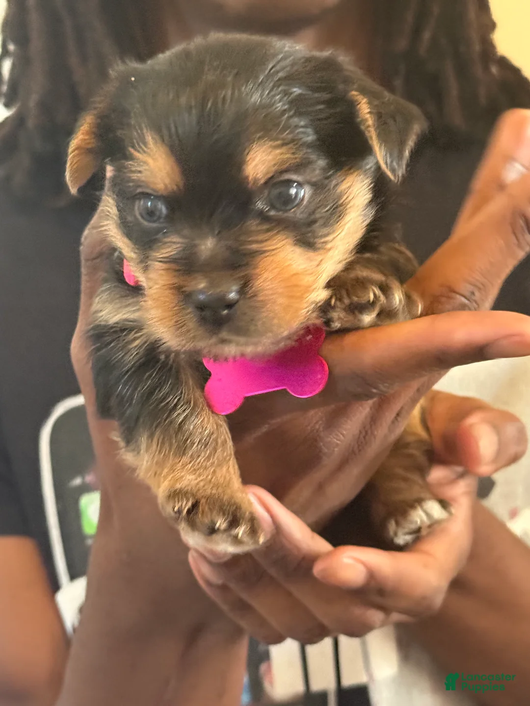 Yorkshire Terrier dogs for sale: Zuri - Ad 2