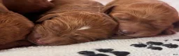 Mixed Breed dogs for sale: GOLDENDOODLE puppy - Ad 7