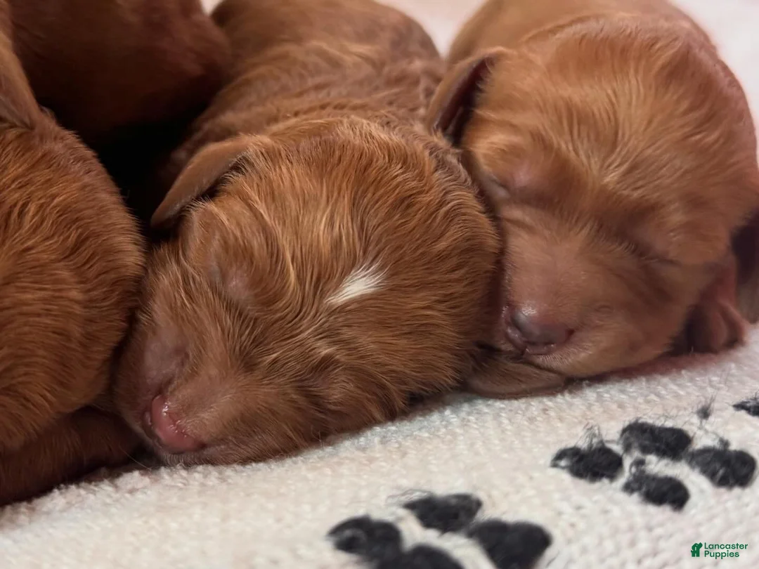 Mixed Breed dogs for sale: GOLDENDOODLE puppy - Ad 7