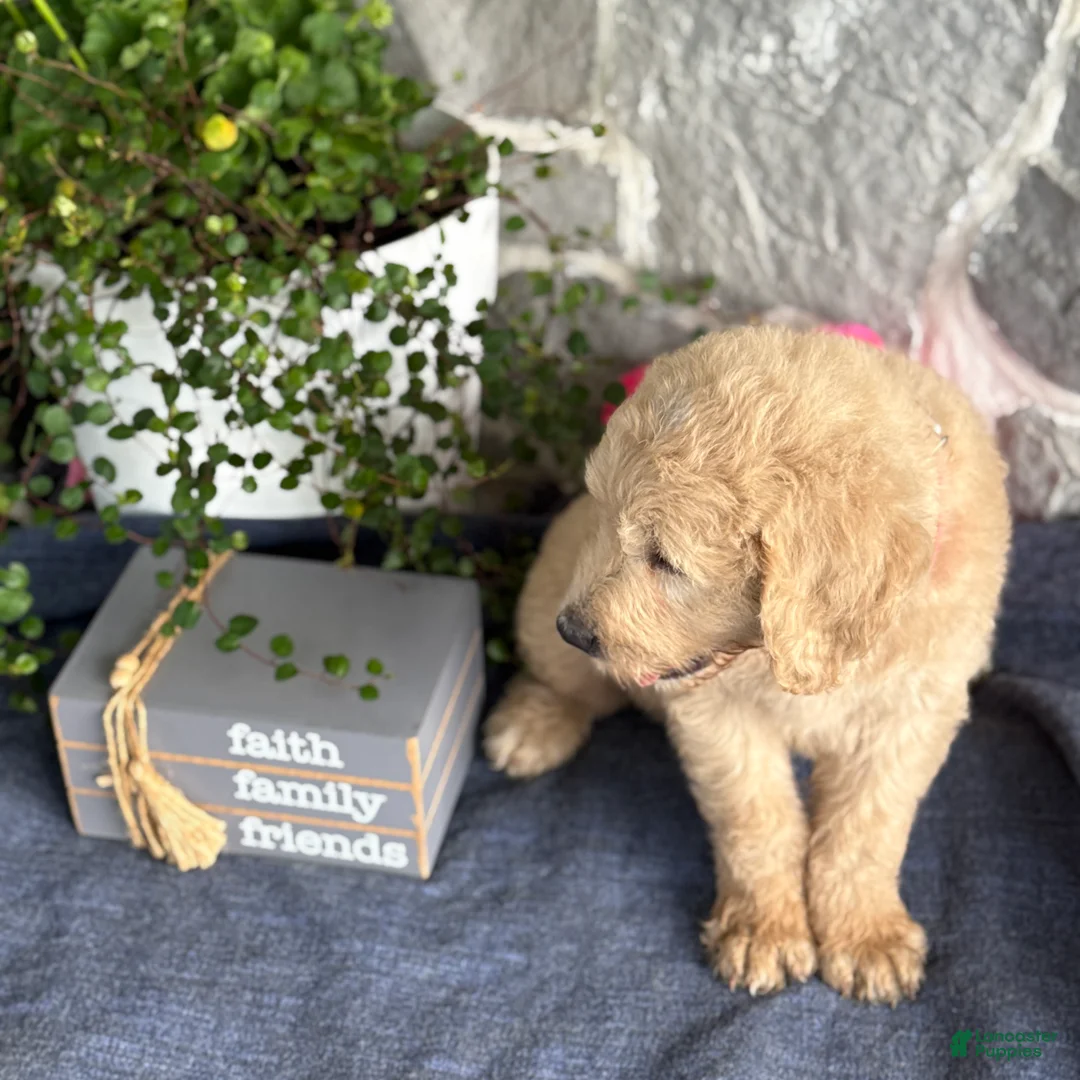 Goldendoodle dogs for sale: Nolan - Ad 2