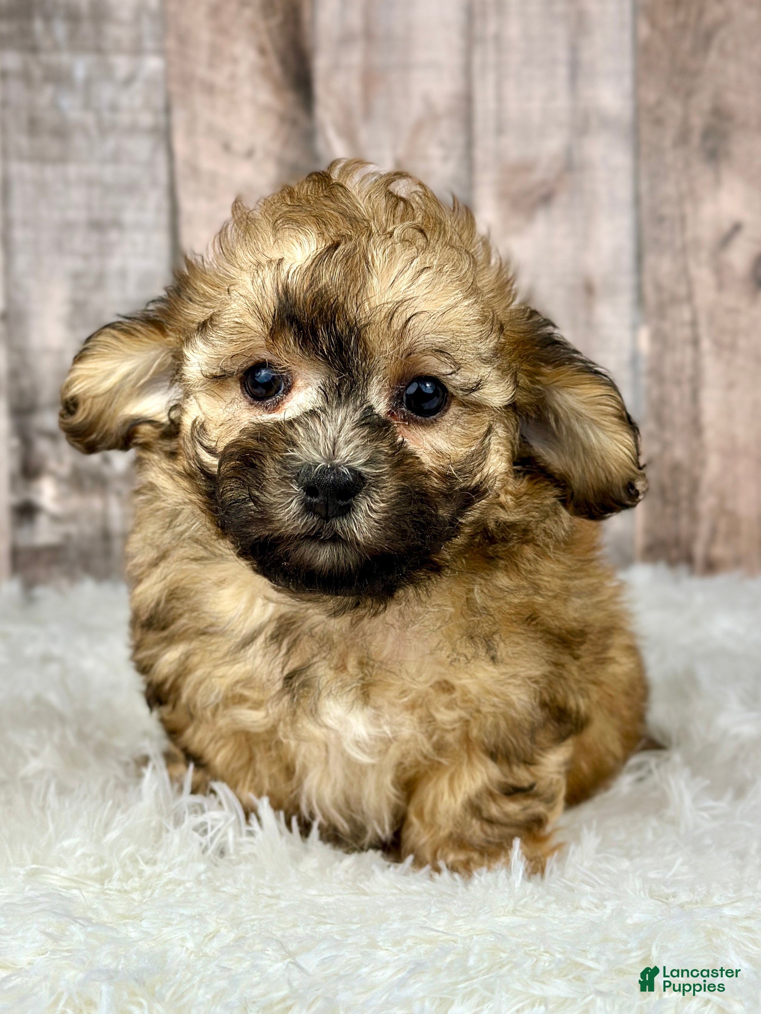 Shihpoo dogs Girl Sugar - 0191 - Ad 36