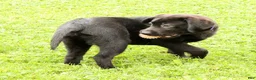Labrador Retriever dogs for sale: Hank - Ad 5
