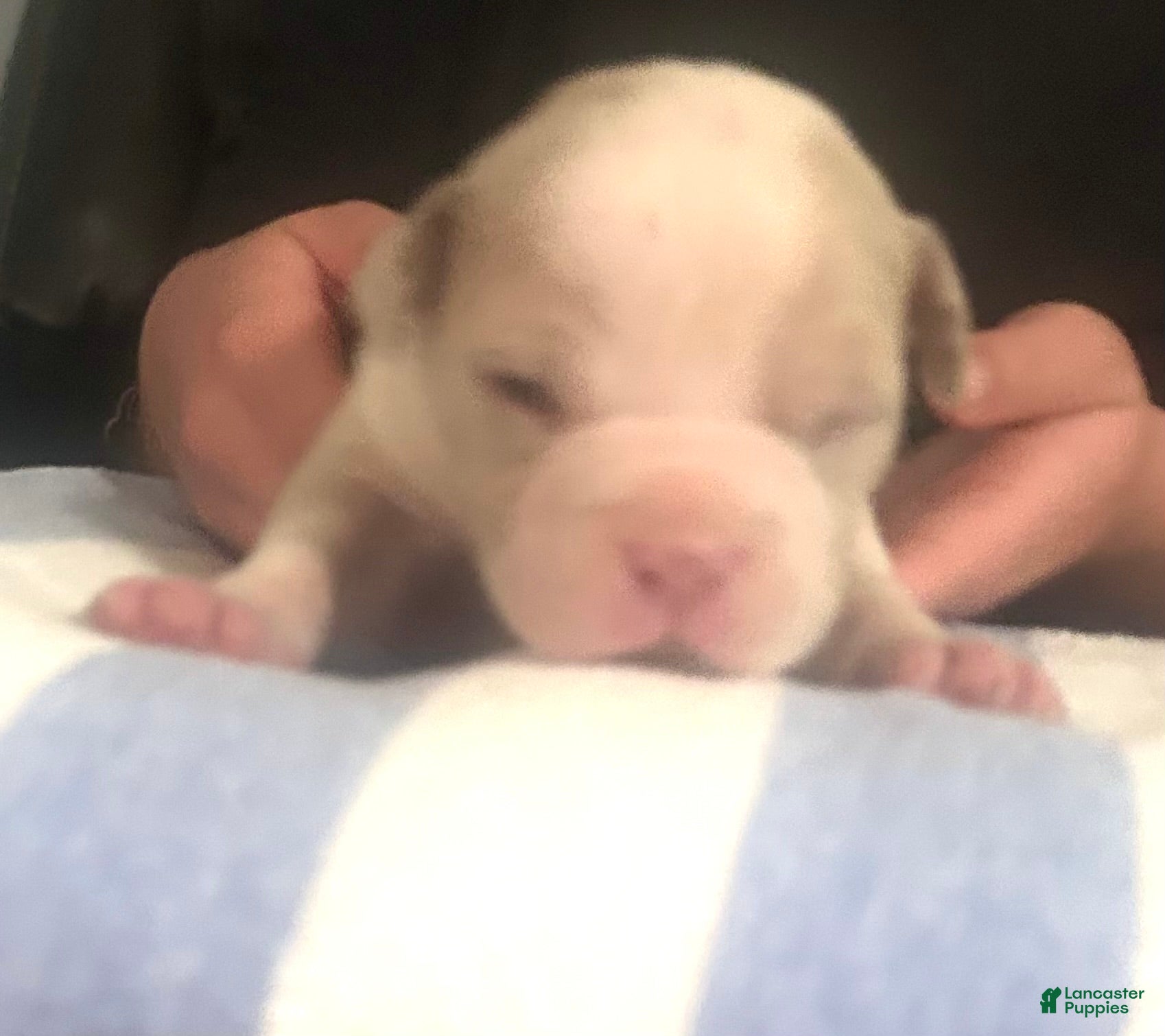 American Bully dogs Clutch  - Ad 3