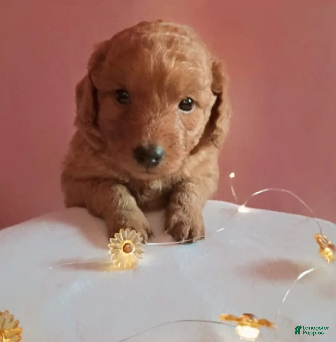 Mixed Breed dogs for sale: Daisy - Ad 1