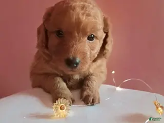 Mixed Breed dogs for sale: Daisy - Ad 1