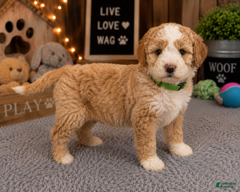 Mixed Breed dogs Male 2 - Ad 1